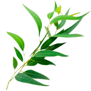 Huerto eden eucalyptus tea 5