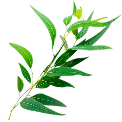 Huerto eden eucalyptus tea 5