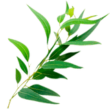 Huerto eden eucalyptus tea 5