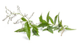 Huerto eden herb tea luisa 3