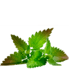 Organic Laxative Tea