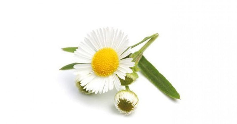 Sunka herbal tea women 5