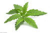 Sunka herbal tea women 7
