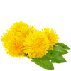 dandelion tea