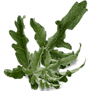 artichoke leaf tea
