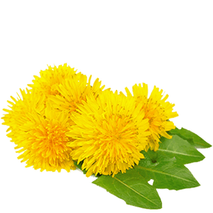 dandelion tea