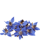 borage tea