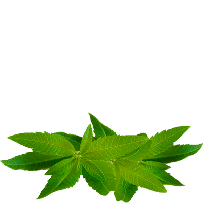 cedron tea