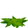 cedron tea