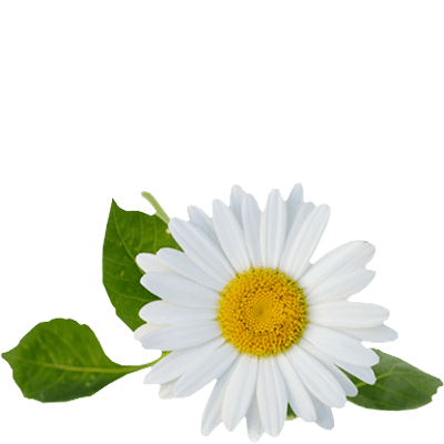 chamomile tea