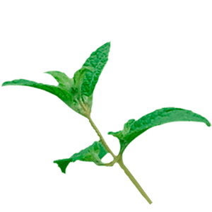 muña tea