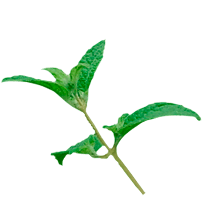 muña tea