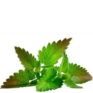 black mint tea