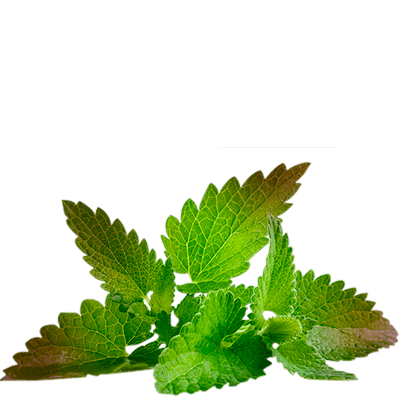 black mint tea
