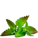 black mint tea