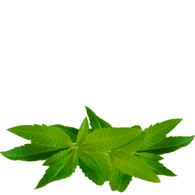 cedron tea