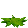 cedron tea