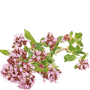 valerian tea