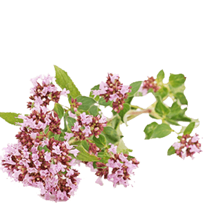 valerian tea