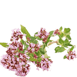 valerian tea