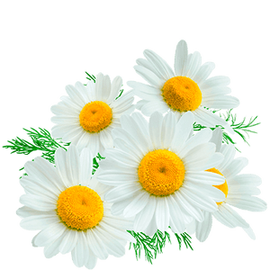 chamomile tea