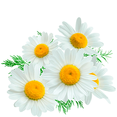 chamomile tea