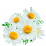 chamomile tea