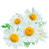 chamomile tea