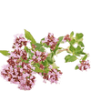 valerian tea