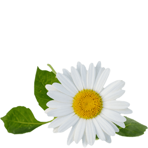 chamomile tea