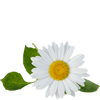 chamomile tea