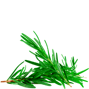 rosemary tea
