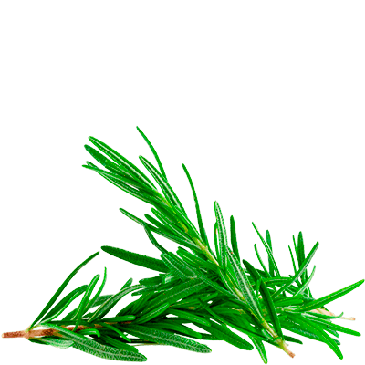 rosemary tea
