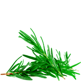 rosemary tea