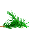 rosemary tea