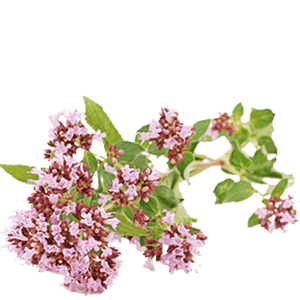 valerian tea
