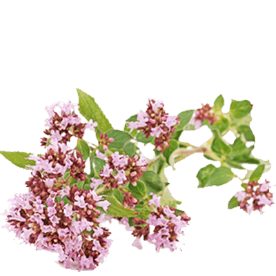 valerian tea
