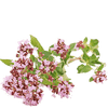 valerian tea