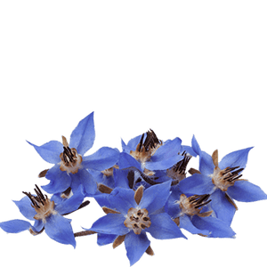 borage tea