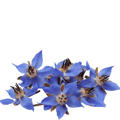 borage tea