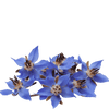 borage tea