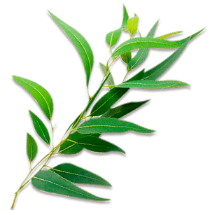 eucalyptus tea