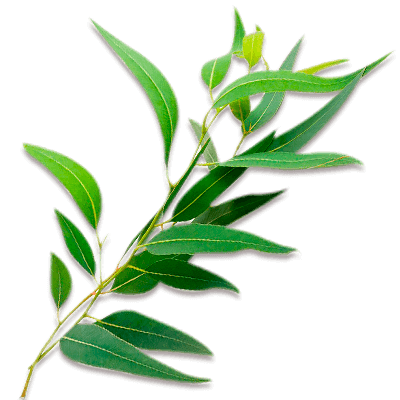 eucalyptus tea
