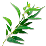 eucalyptus tea