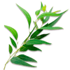 eucalyptus tea