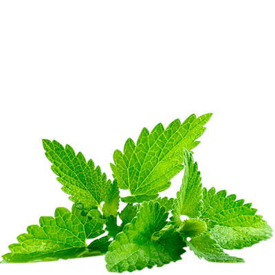black mint tea