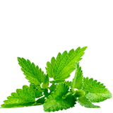 black mint tea