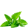 black mint tea