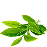 wawasana green tea stevia 2