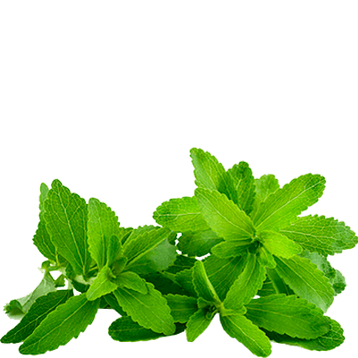 stevia tea